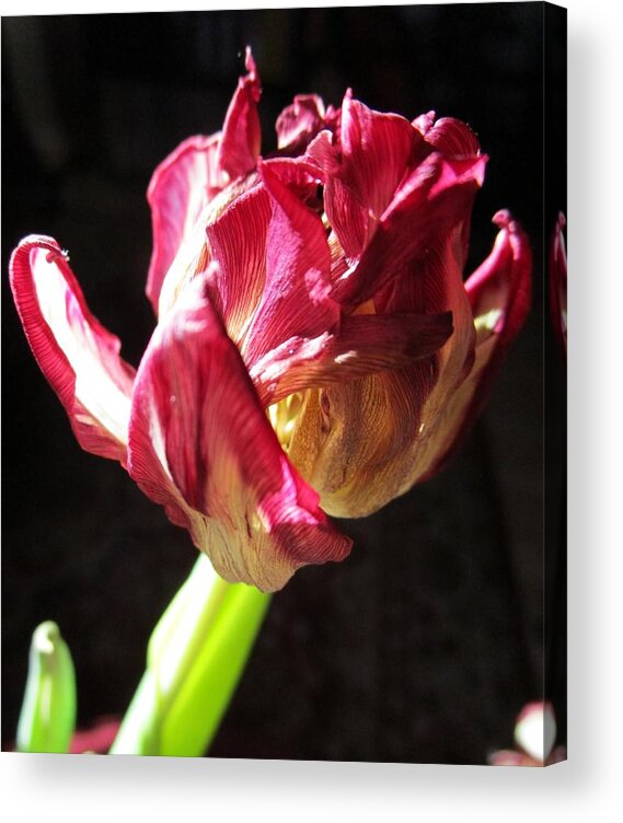 Flowers Acrylic Print featuring the photograph Almost Faded Away 4 by Rosita Larsson