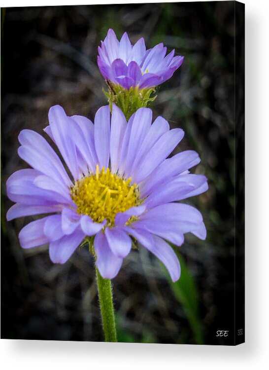 Purple Aster Acrylic Print featuring the photograph Alpine Daisy by Susan Eileen Evans