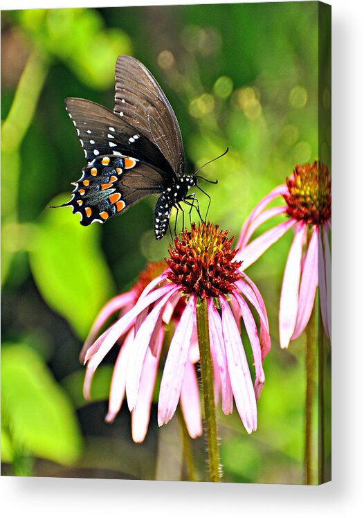 Butterfly Acrylic Print featuring the photograph Amazing Butterfly by Marty Koch