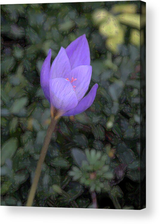 Artistic Acrylic Print featuring the photograph Purple Flower by John Freidenberg