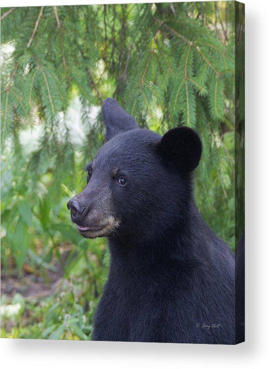 Nature Acrylic Print featuring the photograph August COY by Gerry Sibell