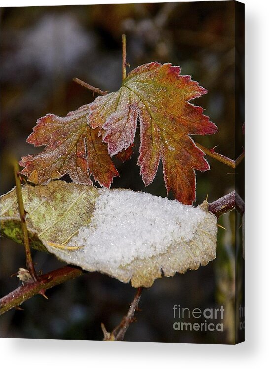 Photography Acrylic Print featuring the photograph Autumn Frost by Sean Griffin