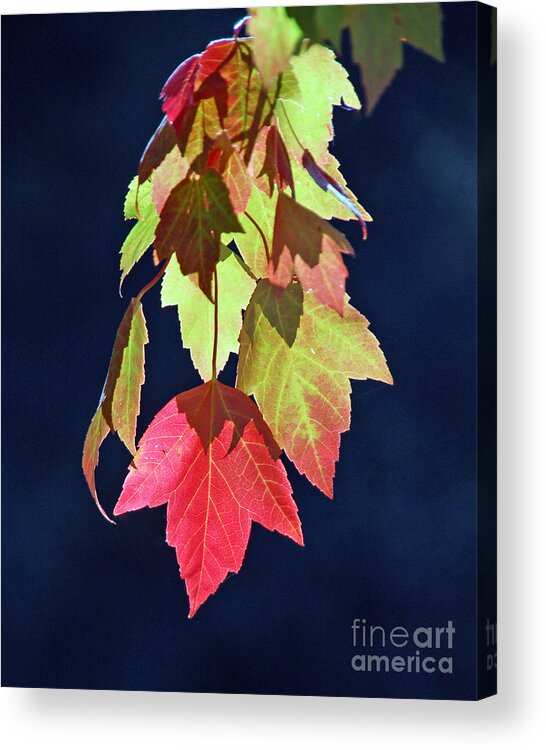 Fall Acrylic Print featuring the photograph Autumn Leaves II by Chuck Flewelling