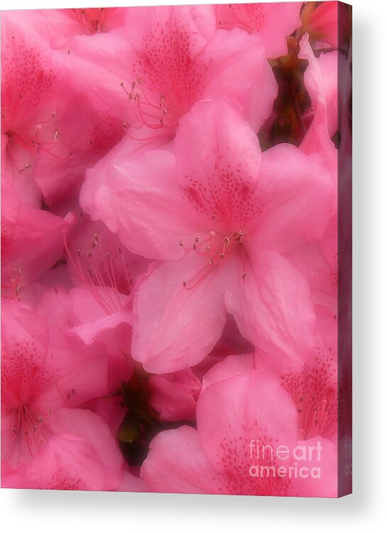 Azalea Acrylic Print featuring the photograph Azaleas in Soft Pink by MM Anderson