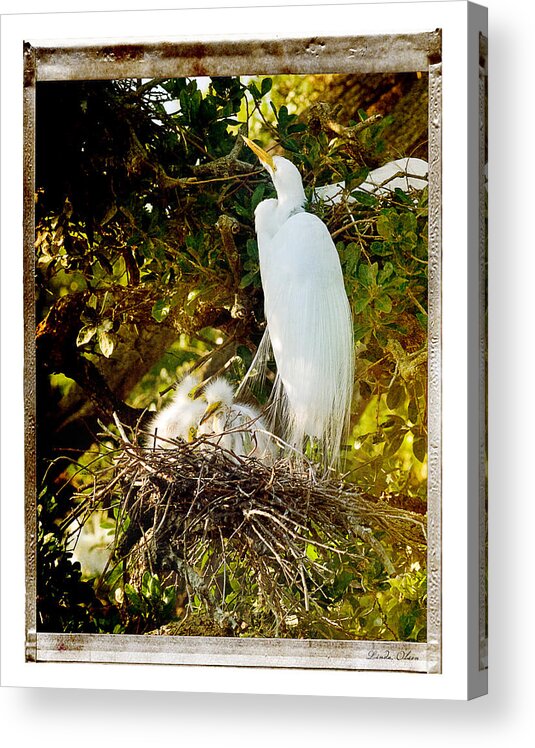 Birds Acrylic Print featuring the photograph Baby Birds by Linda Olsen