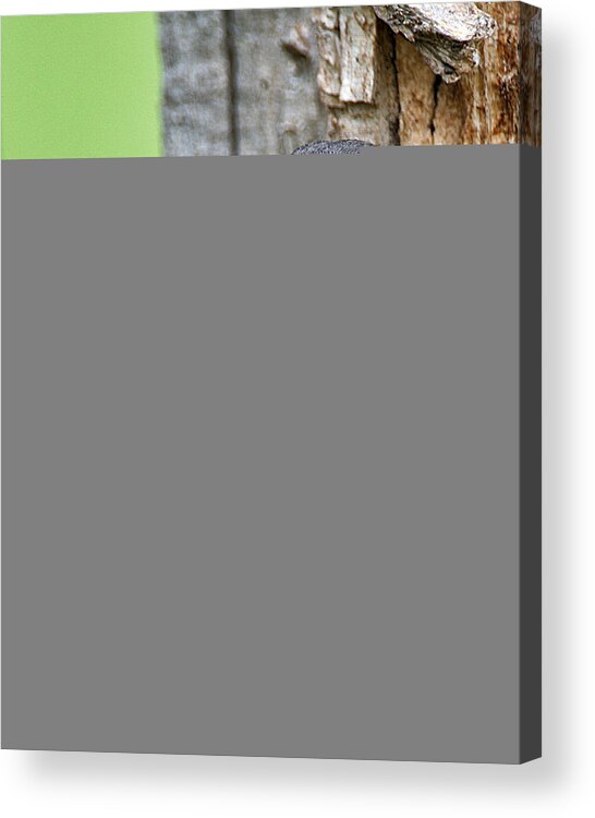 Animal Acrylic Print featuring the photograph Baby Bluebird by William Selander
