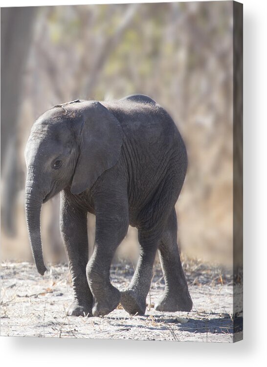 Baby Elephant Acrylic Print featuring the photograph Baby Elephant by Gigi Ebert