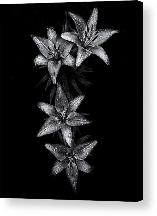 Abstract Acrylic Print featuring the photograph Backyard Flowers In Black And White 7 After The Storm by Brian Carson