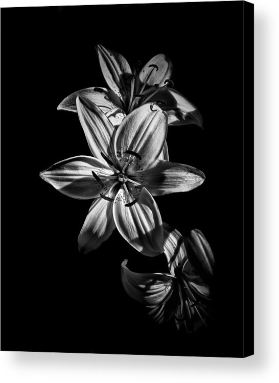Abstract Acrylic Print featuring the photograph Backyard Flowers In Black And White 9 by Brian Carson