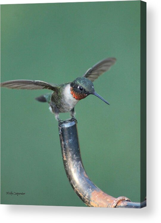 Hummingbird Acrylic Print featuring the photograph Balancing Act by Holly Carpenter
