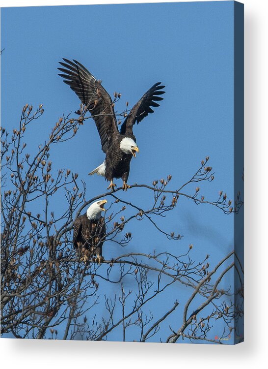Marsh Acrylic Print featuring the photograph Bald Eagles Screaming DRB169 by Gerry Gantt