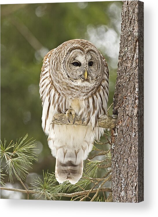  Acrylic Print featuring the photograph Barred Owl Hunting by John Vose