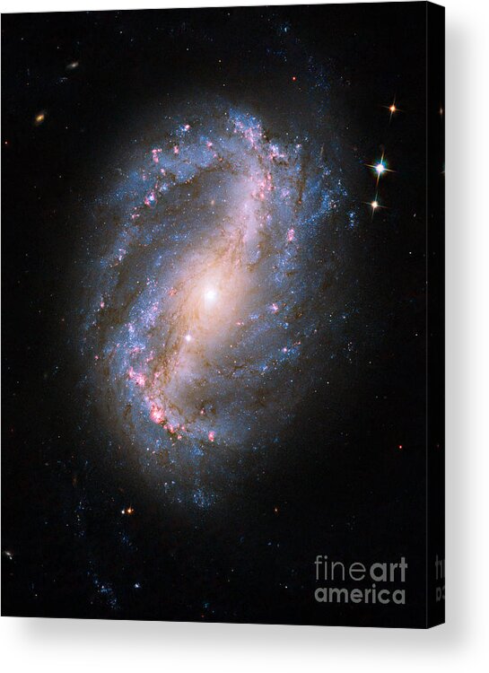 Ngc 6217 Acrylic Print featuring the photograph Barred Spiral Galaxy Ngc 6217 by Science Source