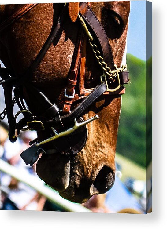 Steeplechase Acrylic Print featuring the photograph Be quiet I'm trying to think by Robert L Jackson