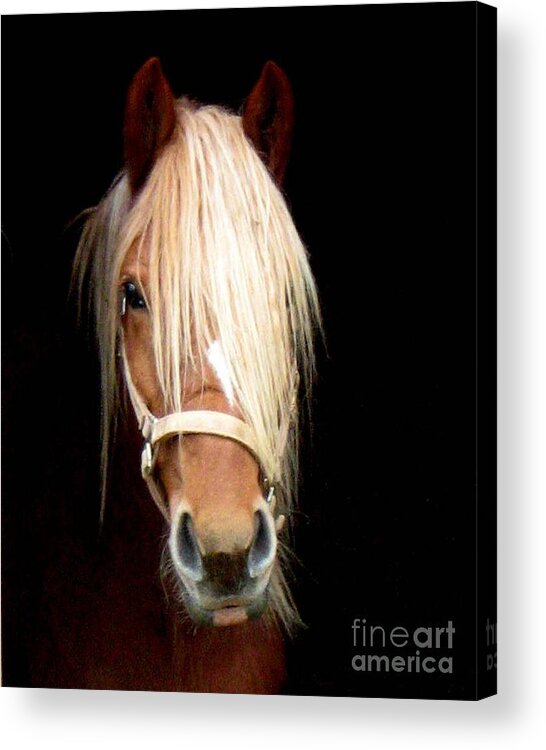 Horse Acrylic Print featuring the photograph Beautiful Bella by Wendy Coulson