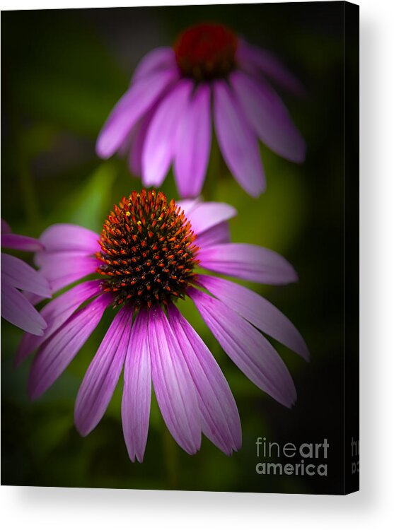 Echinacea Acrylic Print featuring the photograph Beauty of Life by David Millenheft