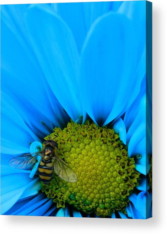Oregon Acrylic Print featuring the photograph Bee on blue daisy by Gallery Of Hope 