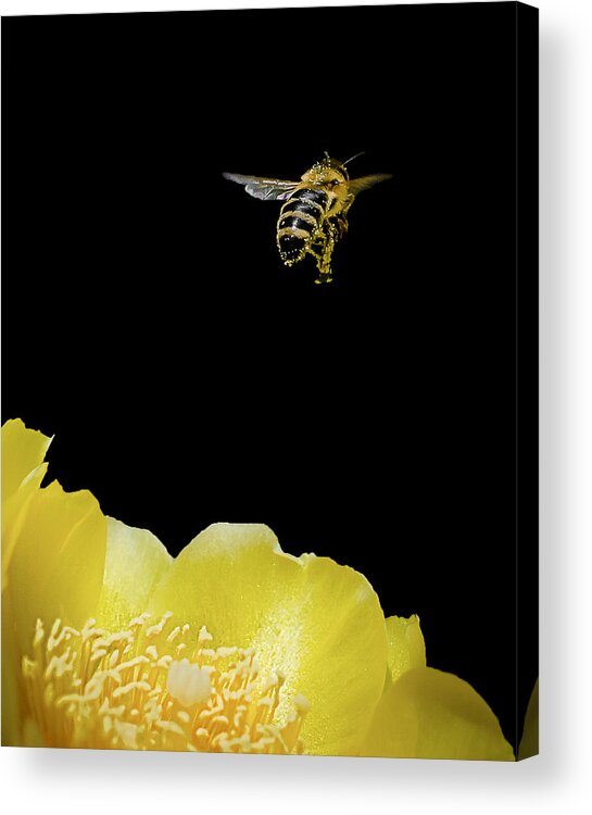 Bee Acrylic Print featuring the photograph Bee Rising #2 by Len Romanick