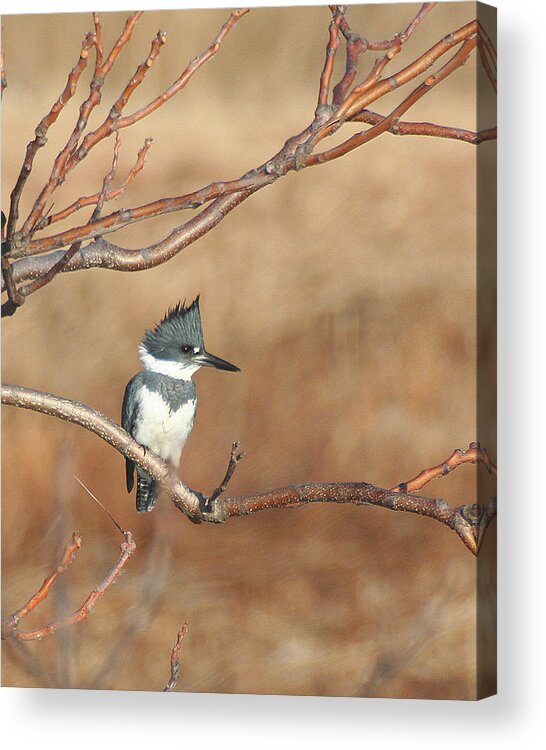Wildlife Acrylic Print featuring the pyrography Belted Kingfisher by William Selander