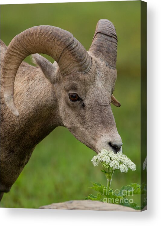 Bighorn Sheep Acrylic Print featuring the photograph Bighorn Sheep Headshot in Glacier by Natural Focal Point Photography