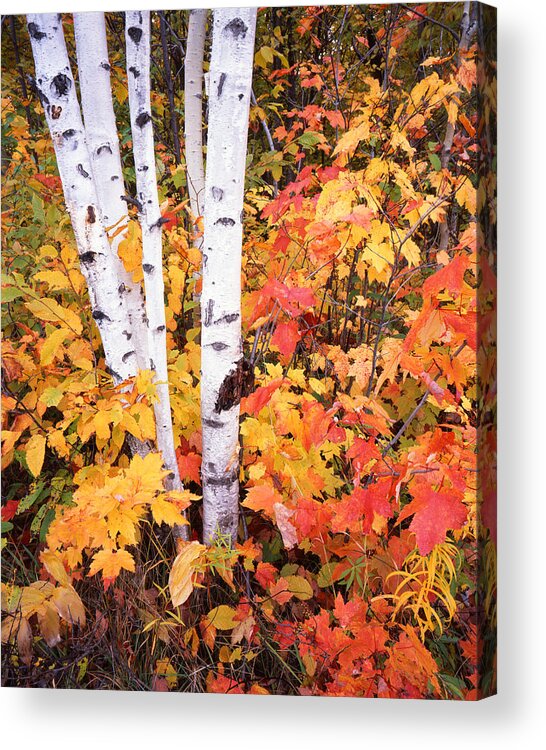 Upper Peninsula Michigan Acrylic Print featuring the photograph Birches and Maples in Michigan by Ray Mathis