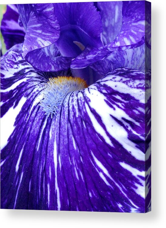 Bearded Iris Photographs Acrylic Print featuring the photograph Blue Beard Iris by Mary Beth Landis