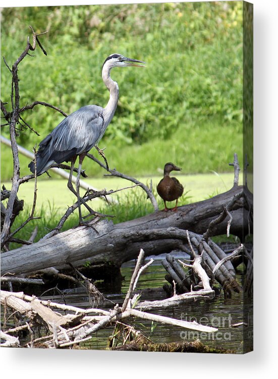 Blue Heron Acrylic Print featuring the photograph Blue Heron and Friend by Debbie Hart