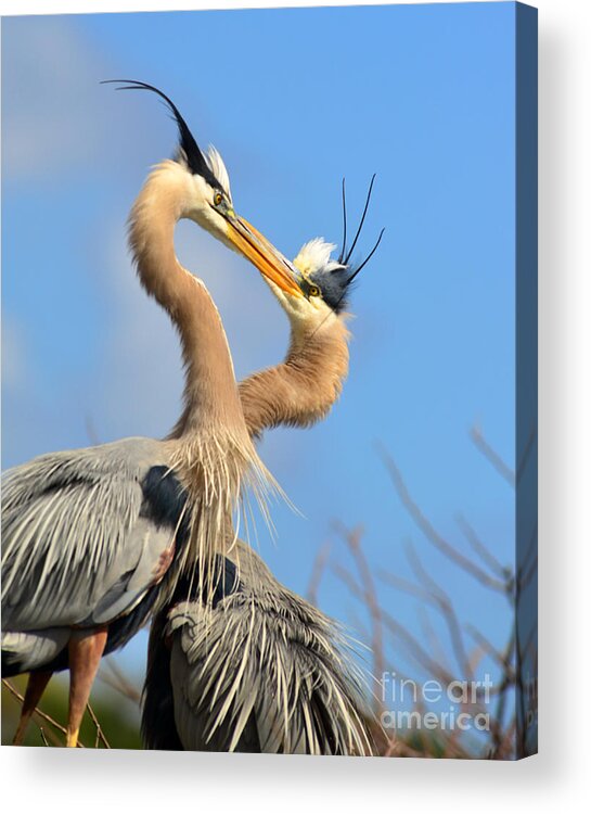 Great Acrylic Print featuring the photograph Blue Heron Love by Jane Axman