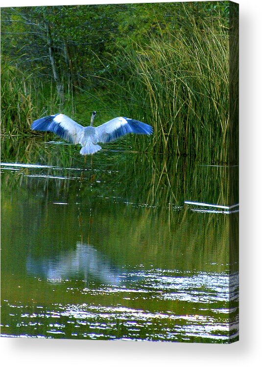 Bird Acrylic Print featuring the photograph Blue Heron by Matalyn Gardner