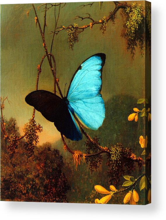 Martin Johnson Heade Acrylic Print featuring the painting Blue Morpho Butterfly by Martin Johnson Heade
