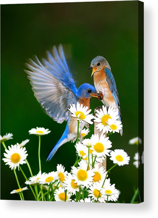 Bluebirds Acrylic Print featuring the photograph Bluebirds and Daisies by Randall Branham