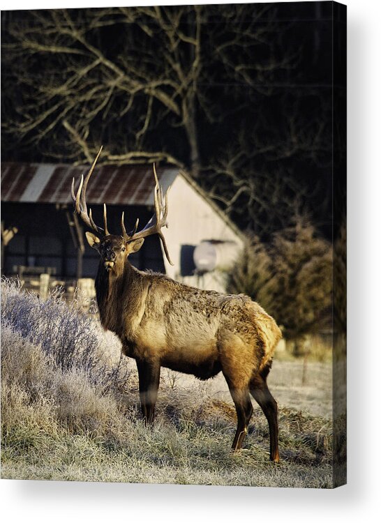 Bull Elk Acrylic Print featuring the photograph Boxley Stud Post-Rut by Michael Dougherty