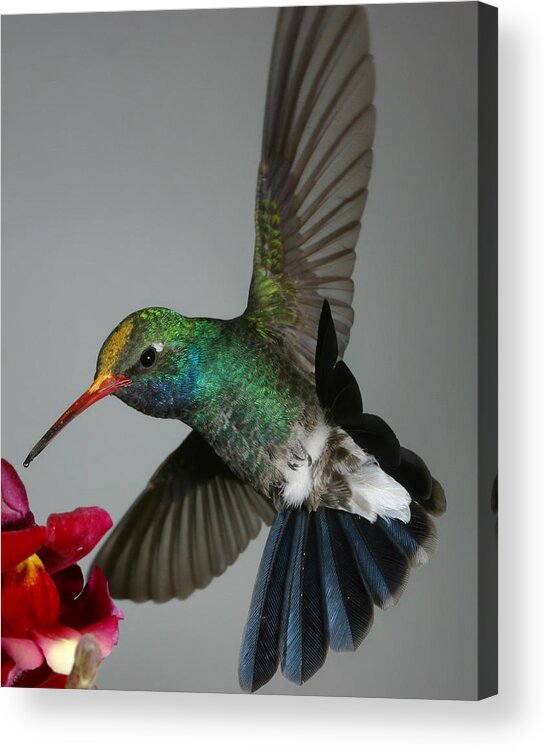 Bird Acrylic Print featuring the photograph Broadbill hummingbird with Pollen Cap by Gregory Scott