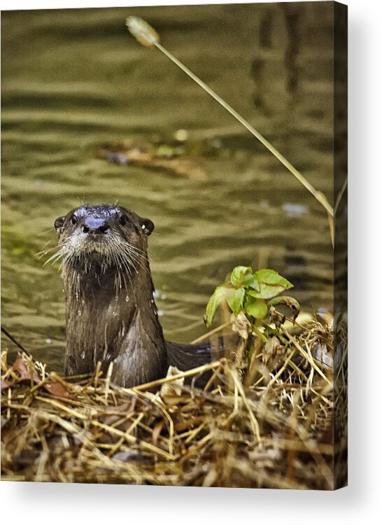 Otter Acrylic Print featuring the photograph Buffalo National River Otter by Michael Dougherty