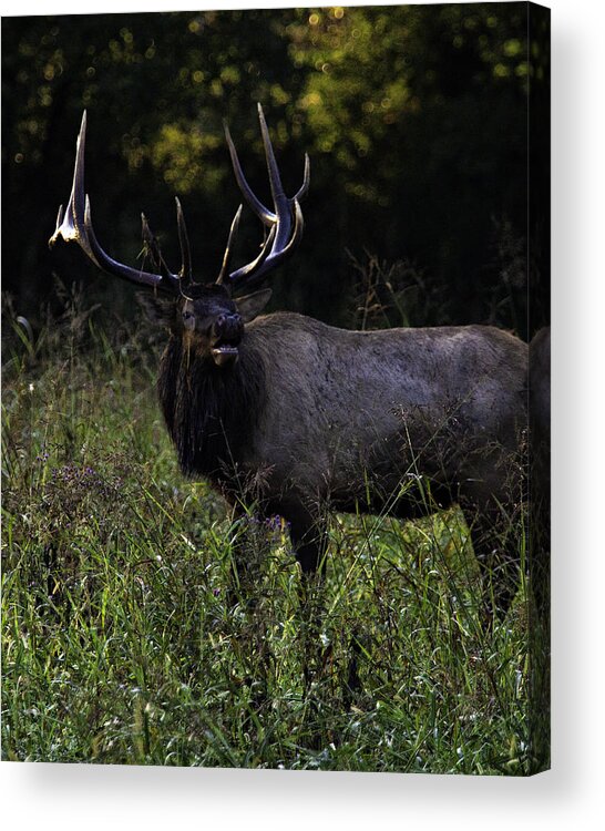 Bull Elk Acrylic Print featuring the photograph Bull Elk at First Light by Michael Dougherty