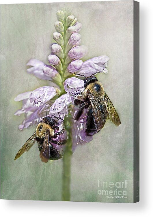 Bumble Bee Acrylic Print featuring the photograph Bumblebee Dinner Date by Barbara McMahon