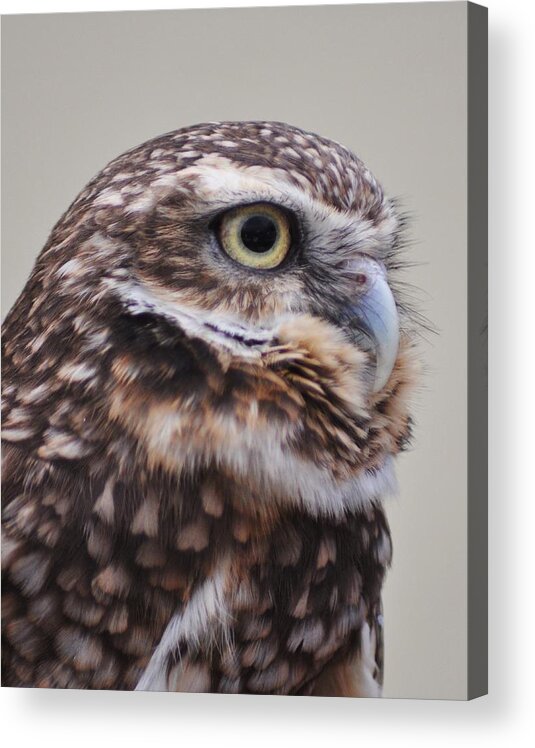 Burrowing Acrylic Print featuring the photograph Burrowing Owl by Patricia Quandel