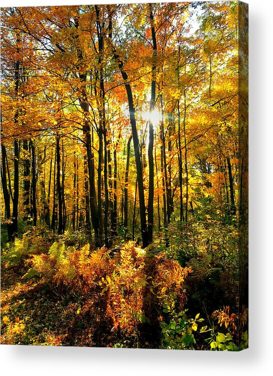 Fall Acrylic Print featuring the photograph Burst of Fall by Brook Burling