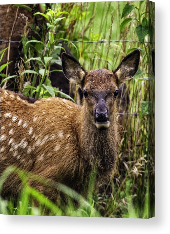 Elk Acrylic Print featuring the photograph Calf Elk Boxley Valley by Michael Dougherty