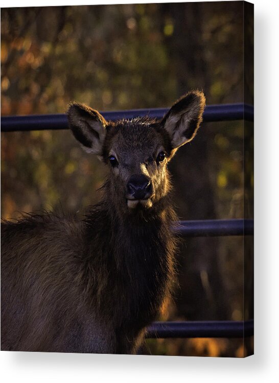 Elk Calf Acrylic Print featuring the photograph Calf Elk by Gate at Sunrise by Michael Dougherty