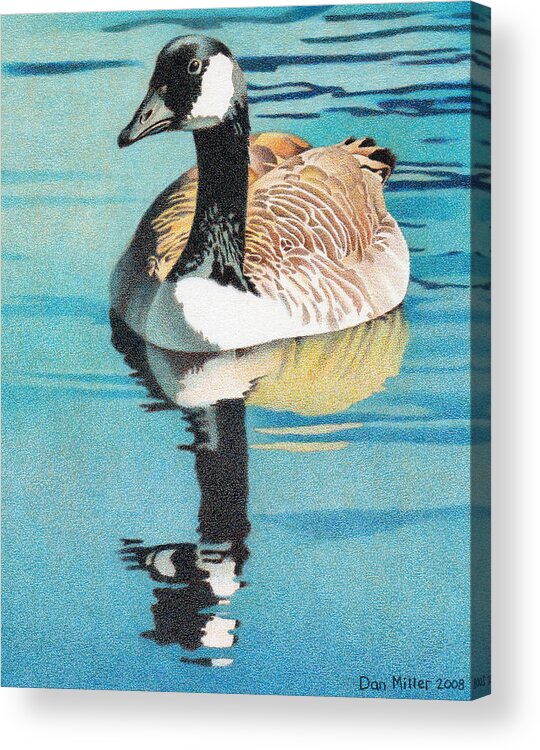 Art Acrylic Print featuring the drawing Canada Goose by Dan Miller