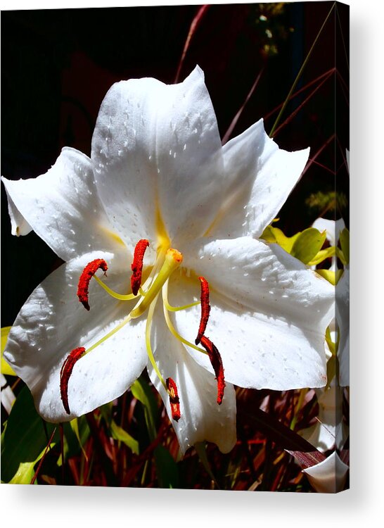 Casa Blanca Acrylic Print featuring the photograph Casa Blanca White Lily by Janine Riley