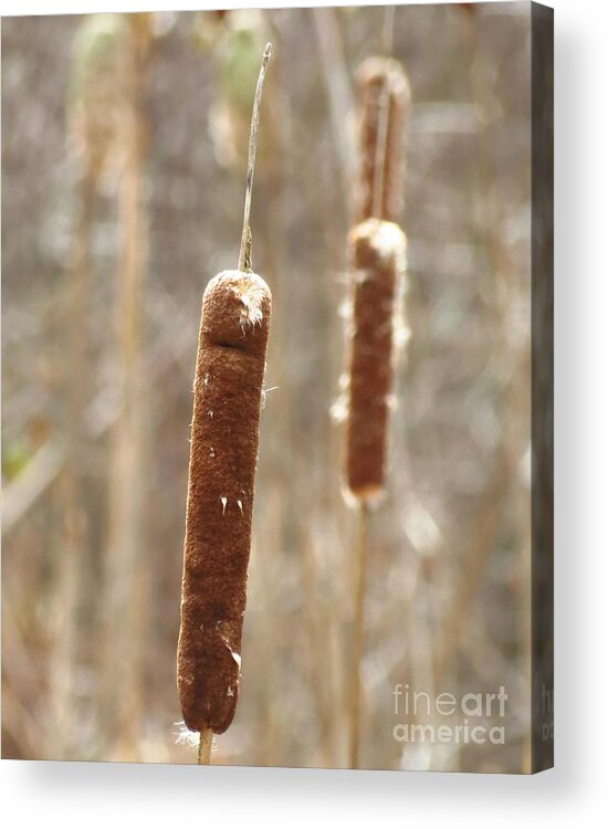 Cattails Acrylic Print featuring the photograph Cattails by Anita Adams