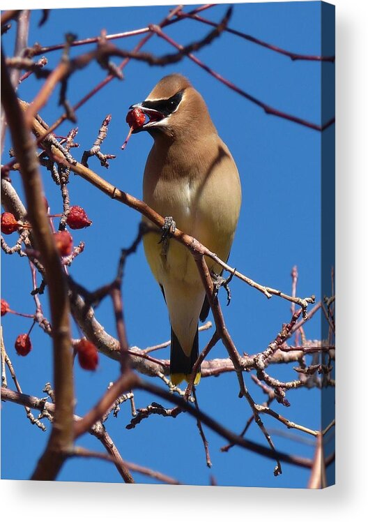 Birds Acrylic Print featuring the photograph Cedar Waxwing by Tranquil Light Photography