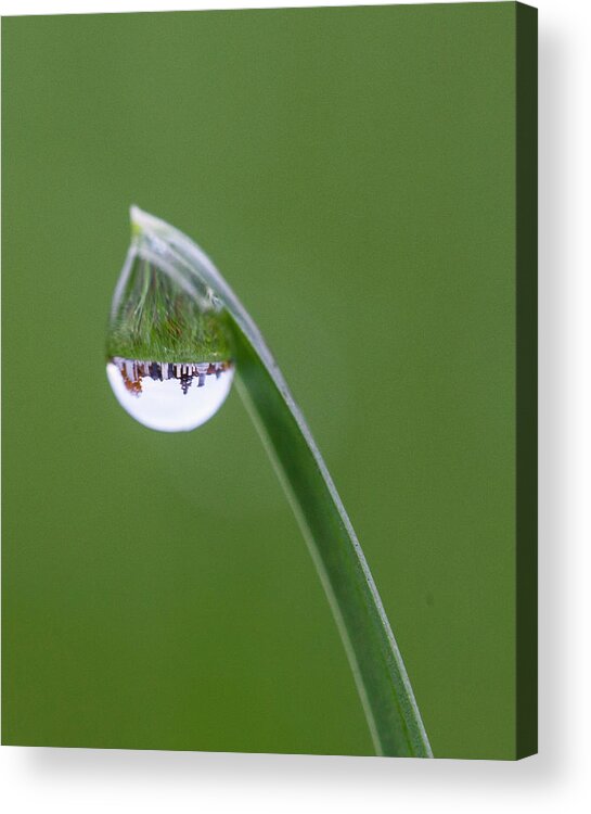 Grass Acrylic Print featuring the photograph Cemetery Dew by Barbara Friedman