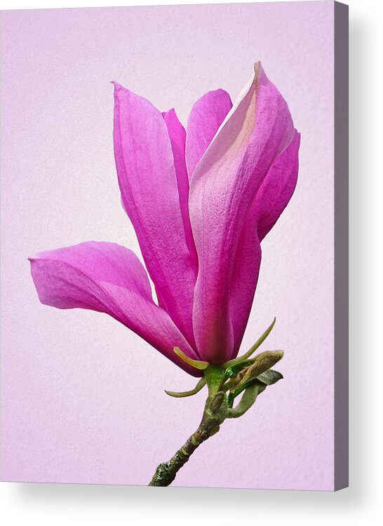 Pink Flowers Acrylic Print featuring the photograph Cerise Pink Magnolia Flower by Gill Billington