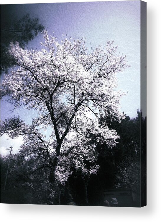 Cherry Blossoms Acrylic Print featuring the photograph Cherry Blossoms Tree by Yen