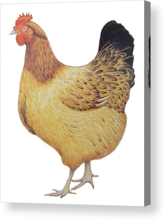 Chicken; Poultry; Bird; Food; Animal Acrylic Print featuring the painting Chicken by Ele Grafton