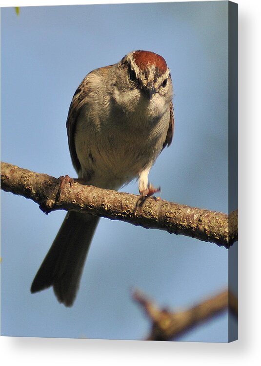 Sparrow Acrylic Print featuring the photograph Chipping Sparrow 265 by Gene Tatroe