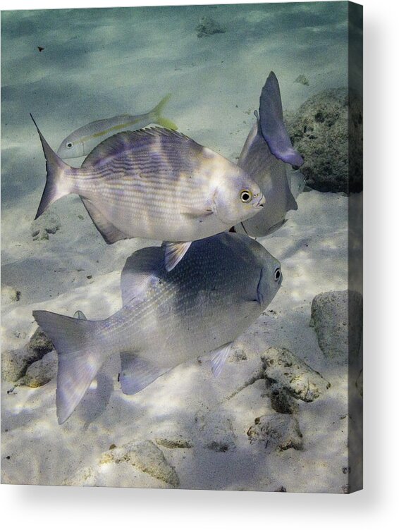 Fish Acrylic Print featuring the photograph Chubbin' Around by Lynne Browne